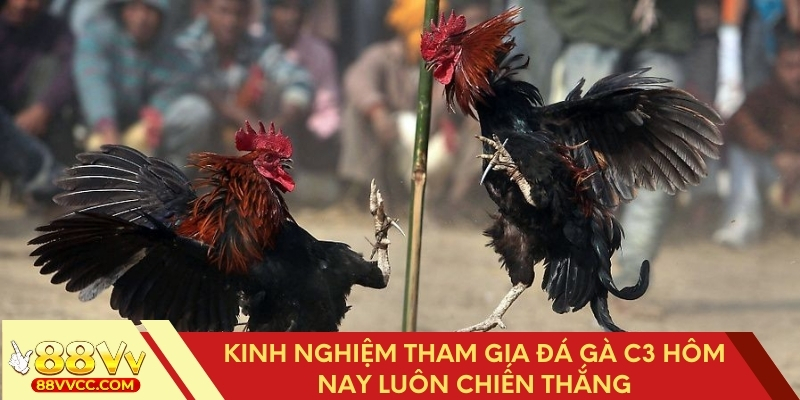 Bí kíp đá gà C3 hôm nay luôn thắng